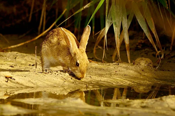 普通家兔或欧洲家兔是家兔科的一种胶质哺乳动物 — 图库照片