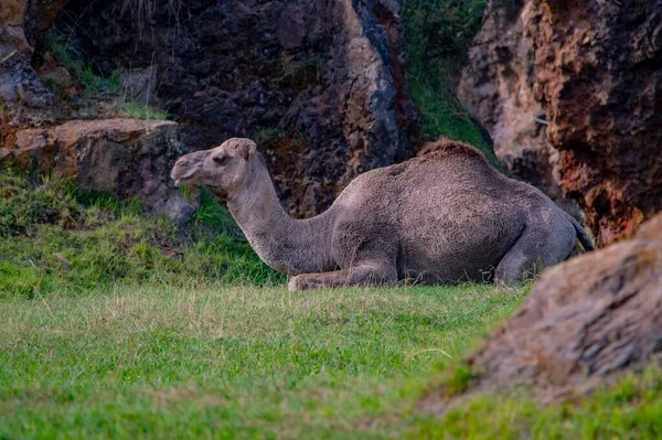 Camelus Dromedarius Camelidae Familyasından Bir Memeli Türü — Stok fotoğraf