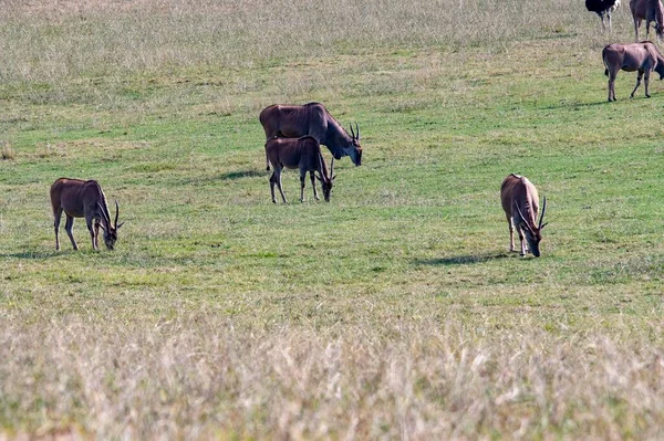 Taurotragus Oryx Common Eland Antelope Common Eland Cape Elk Species — Stock Photo, Image