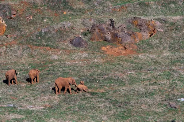 Elephantidae Слоны Слоны Семейство Плацентарных Млекопитающих Порядке Proboscidea — стоковое фото