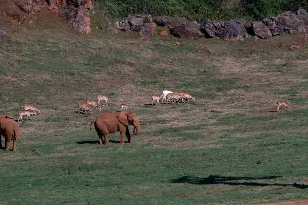 Filgiller (Fil) - Filler veya filler Proboscidea familyasından bir memeli familyasıdır..