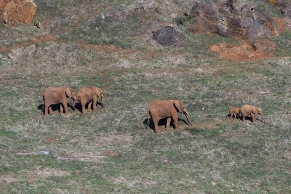 Filgiller Fil Filler Veya Filler Proboscidea Familyasından Bir Memeli Familyasıdır — Stok fotoğraf