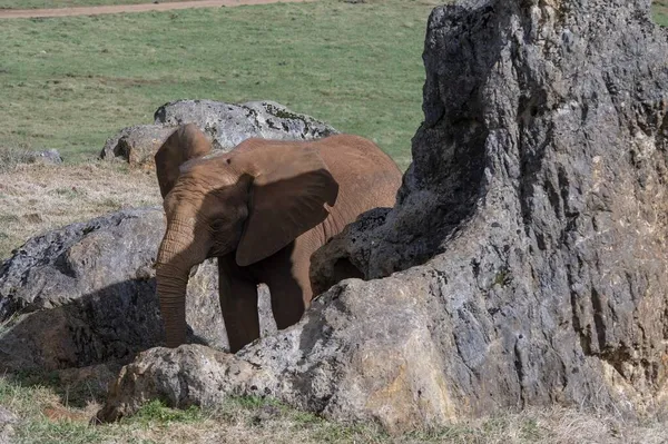 Elephantidae Слоны Слоны Семейство Плацентарных Млекопитающих Порядке Proboscidea — стоковое фото