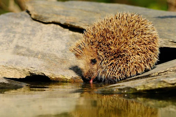 Erinaceinae Hedgehogs São Pequenos Mamíferos Cobertos Com Espinhos Eles Pertencem — Fotografia de Stock