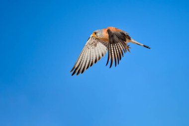 Falco naumanni, Falconidae familyasından Falconiform bir kuş.
