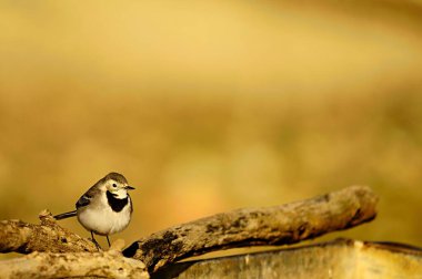 Motacilla alba, Motacillidae familyasından küçük bir kuş türü..
