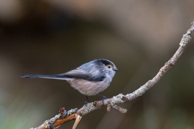 Aegithalos caudatus, Aegithalidae familyasından bir kuş türü..