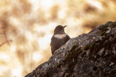 Turdus torquatus (Türkçe: Turdus torquatus), Turdus familyasından bir kuş türü..