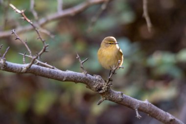 Phylloscopus collybita, Phylloscopidae familyasından bir kuş türü.