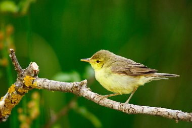 Phylloscopus collybita, Phylloscopidae familyasından bir kuş türü.