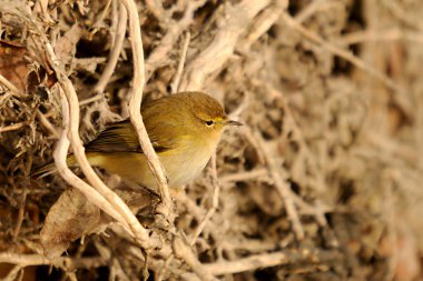 Phylloscopus collybita, Phylloscopidae familyasından bir kuş türü.