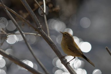 Phylloscopus collybita, Phylloscopidae familyasından bir kuş türü.
