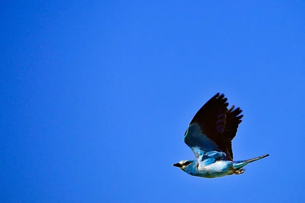 Coracias Garrulus Coraciidae Családba Tartozó Szív Alakú Madárfaj — Stock Fotó