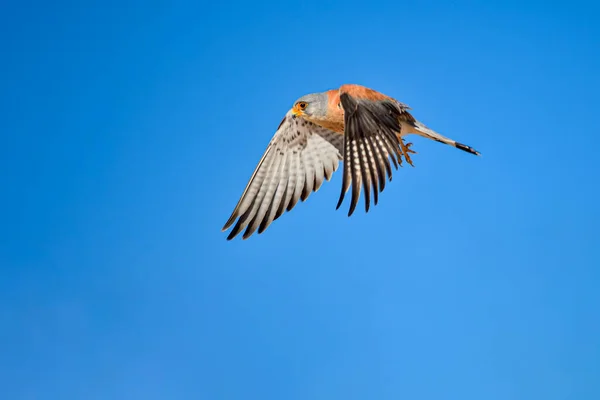 Gheppio Comune Falco Naumanni Uccello Falconiforme Della Famiglia Falconidae — Foto Stock