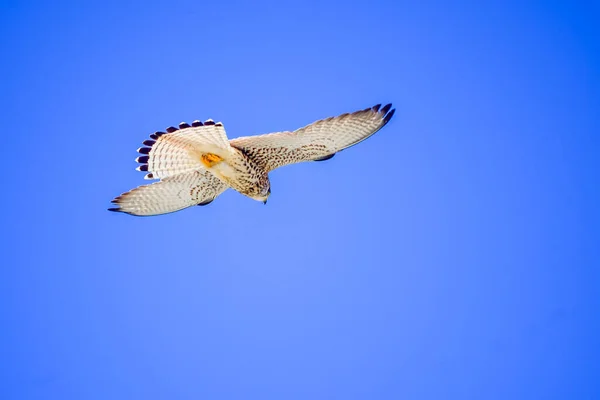 Gheppio Comune Falco Naumanni Uccello Falconiforme Della Famiglia Falconidae — Foto Stock