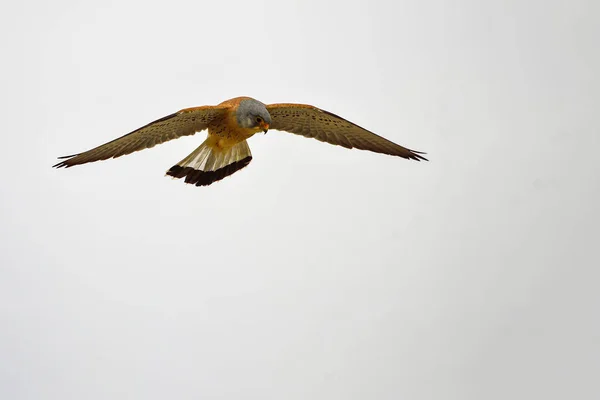 Kestrel Falco Naumanni Falconiforme Vogel Uit Familie Falconidae — Stockfoto