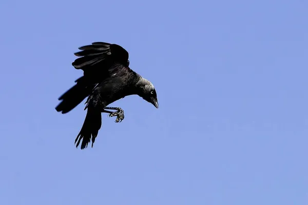 Coloeus Monedula Nyugati Nyúl Corvidae Családba Tartozó Járványos Madárfaj — Stock Fotó