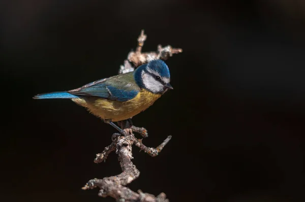 Cyanistes Caeruleus Blue Tit Species Passerine Bird Paridae Family — Stockfoto