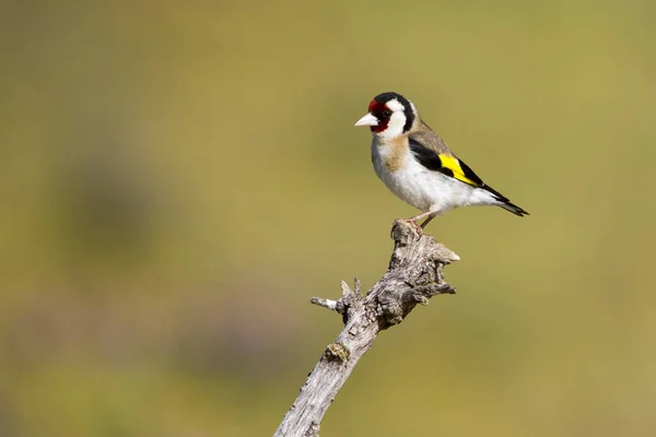 Carduelis Carduelis Europejski Ziębiarz Lub Kardelina Ptak Rodziny Ziębiowatych — Zdjęcie stockowe