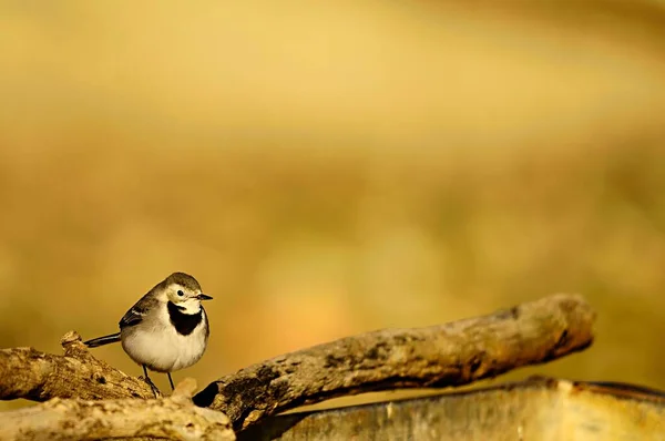 Motacilla Alba Uma Espécie Ave Família Motacillidae — Fotografia de Stock