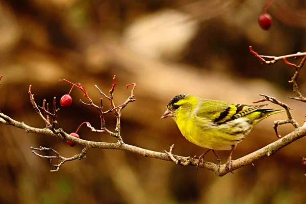 Spinus Spinus Ispinozgiller Lugano Goldfinch Familyasından Bir Kuş Türü — Stok fotoğraf