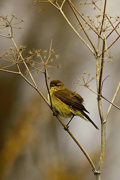 Phylloscopus Collybita Uma Espécie Ave Família Phylloscopidae — Fotografia de Stock