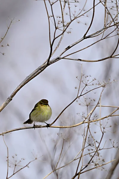 Phylloscopus Collybita Common Mosquito Net Species Passerine Bird Phylloscopidae Family — Stock Photo, Image