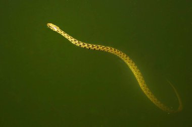 Natrix maura - Viperine yılanı veya su yılanı Colubridae familyasından bir sürüngen türüdür.