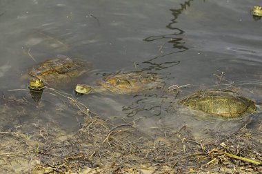 Mauremys leprosa, Geoemydidae familyasından bir su kaplumbağası türüdür.