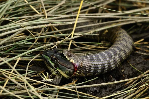 Natrix Maura Serpent Vipérin Serpent Eau Est Une Espèce Reptile — Photo