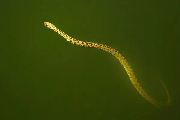 Natrix Maura Vipera Kígyó Vagy Vízikígyó Colubridae Család Pikkelyes Hüllőfajtája — Stock Fotó