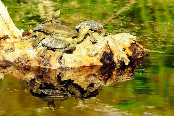 Mauremys Leprosa Die Lepraschildkröte Ist Eine Teichschildkrötenart Aus Der Familie — Stockfoto