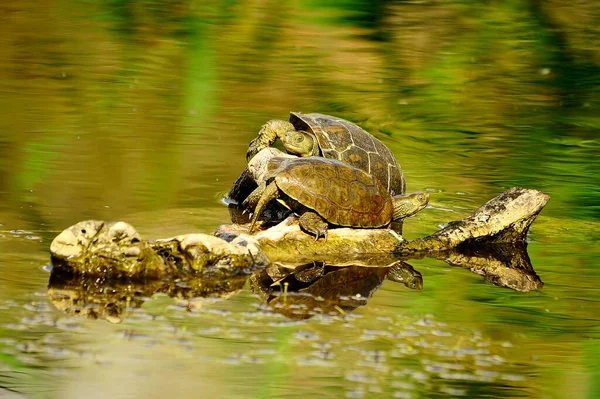 Mauremys Leprosa Die Lepraschildkröte Ist Eine Teichschildkrötenart Aus Der Familie — Stockfoto