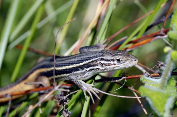 Terme Lézard Abréviation Lézard Est Utilisé Dans Plusieurs Pays Comme — Photo