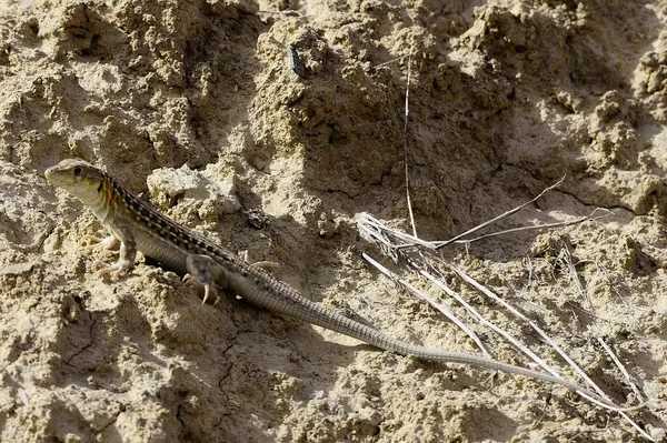 Termo Lagarto Abreviação Para Lagarto Usado Vários Países Como Nome — Fotografia de Stock