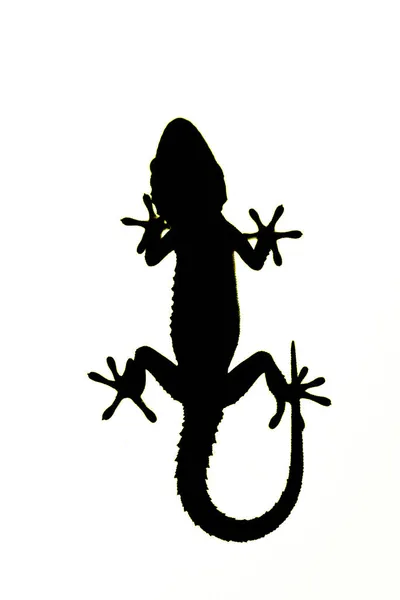 Tarentola Mauritanica Gecko Commun Est Petit Reptile Famille Des Gekkonidae — Photo