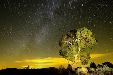 Doğal bir parkın ağaçlarında çevresel fotoğrafçılık