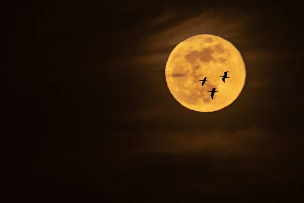Três Pássaros Voam Após Lua Cheia Laranja — Fotografia de Stock