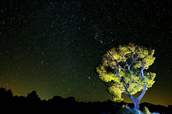 Zirkumpolare Fotografie Auf Den Bäumen Eines Naturparks — Stockfoto