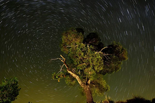 自然公園の木々の上の円形の写真 — ストック写真