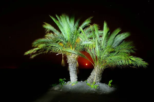 Palmiers Sur Plage Mojacar Avec Lune Arrière Plan — Photo