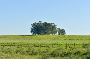 Uruguay ovalarının tipik manzarası