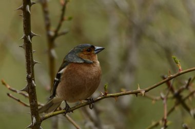 İspinoz ya da Fringilla coelebs - küçük göçmen kuş.