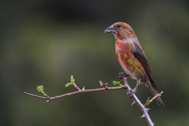 Crossbill ya da Loxia curvirostra, ispinoz ailesinin gelip geçen kuşu..