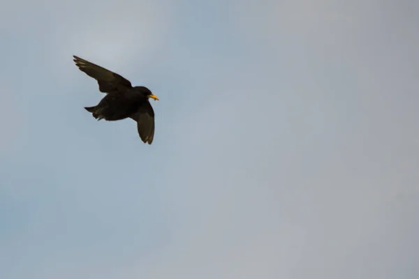 Zwarte Spreeuw Sturnus Unicolor Passerine Familie Sturnidae — Stockfoto