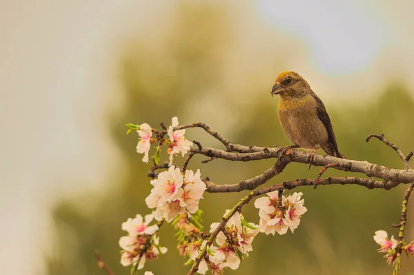 Crossbill Eller Loxia Curvirostra Passerinfugl Finches Familien – stockfoto