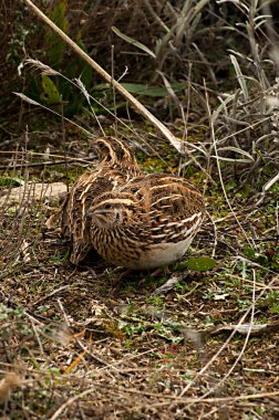 Vahşi kuşlar doğal dünyalarının ortasında ve özgürce.