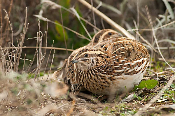 野生の鳥は自然界と自由の中で. — ストック写真