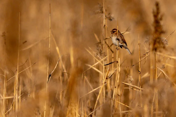 Oiseaux sauvages au milieu de leur monde naturel et en liberté. — Photo