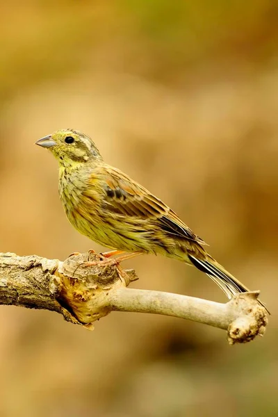 Vilda fåglar mitt i sin naturliga värld och i frihet. — Stockfoto